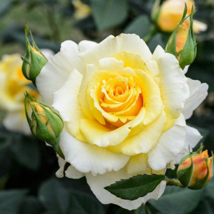 Yellow White flower seeds