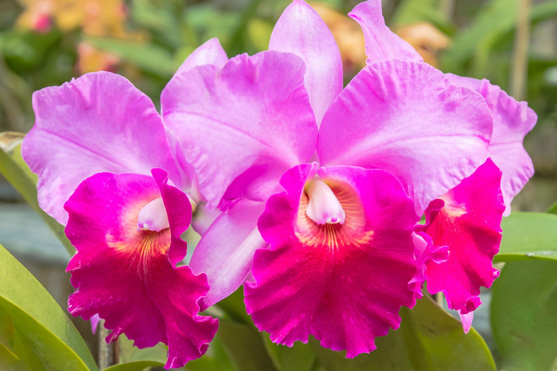 Cattleya Orchid flower seeds