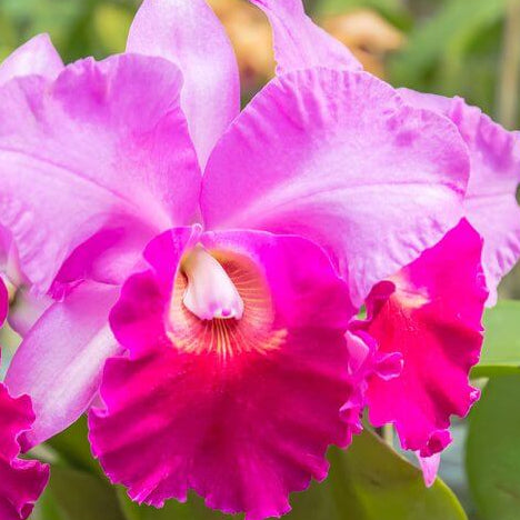 Pink Cattleya Orchid plant