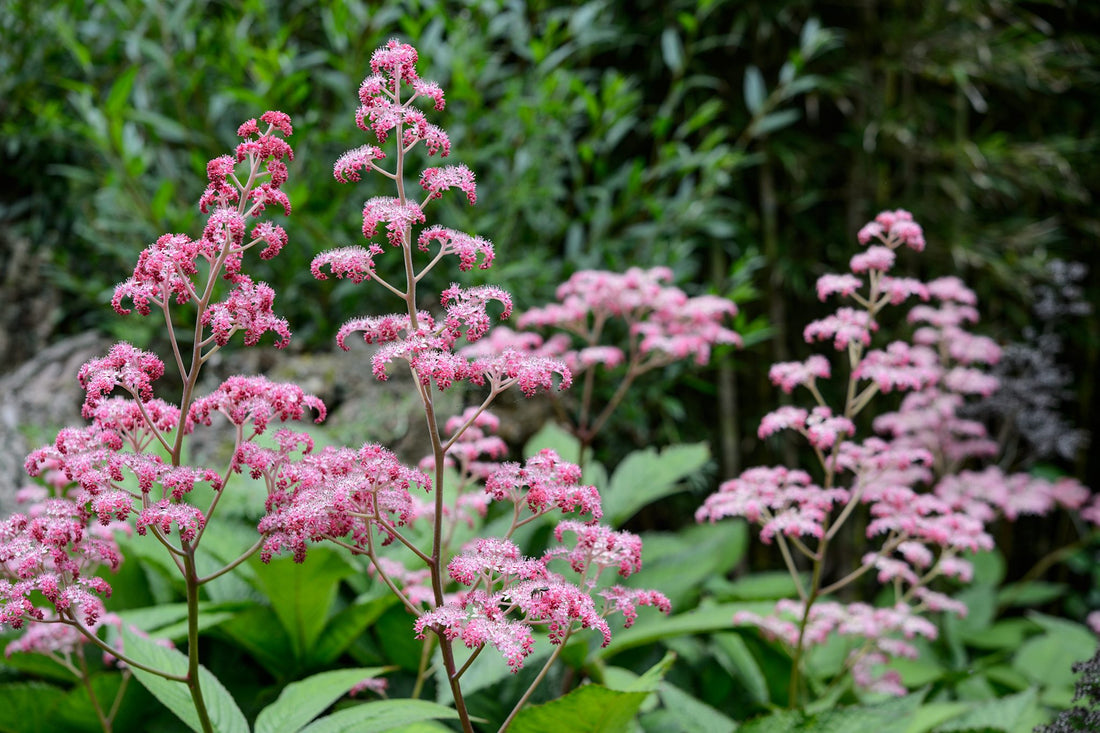Rodgersia flower seeds