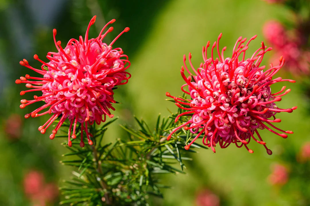 Red Grevillea flower seeds