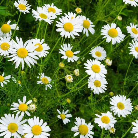 Chamomile flower seeds