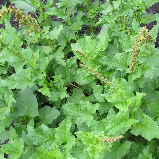 Green Henry Flower Seeds for Planting – Heirloom Non-GMO Garden Seeds