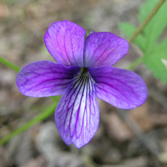 Blue Viola flower seeds