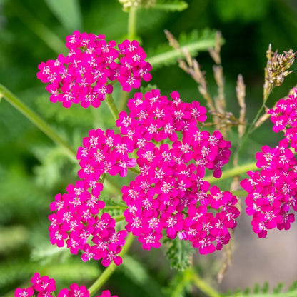 Queen Yarrow Achillea plant