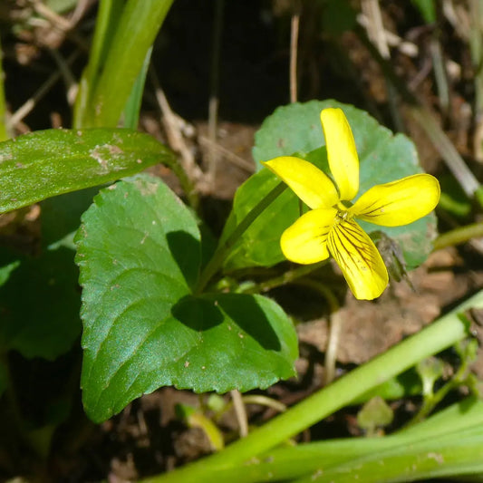 Yellow Viola flower seeds