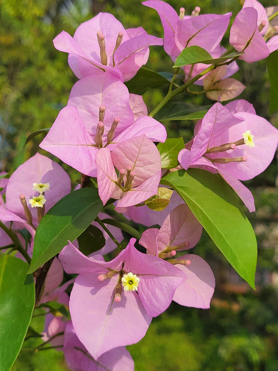 Baby Pink flower seeds