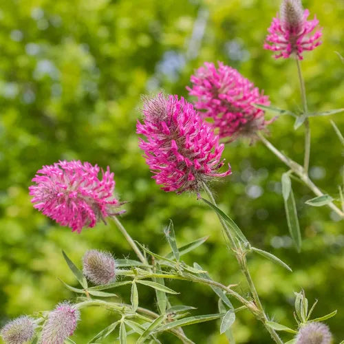 Pink Trifolium flower seeds