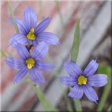Sisyrinchium Montanum flower seeds