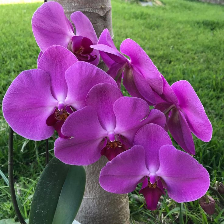 Purple Phalaenopsis flower seeds