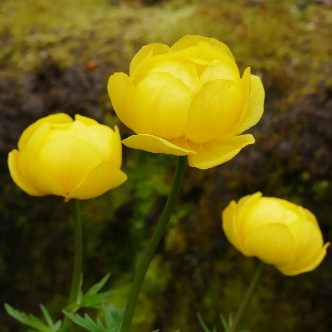 Trollius flower seeds