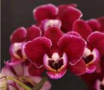 Burgundy White flower seeds