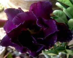 Adenium Obesum flower seeds