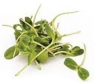 Sprout flower seeds