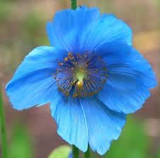 Meconopsis flower seeds