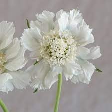 Scabiosa flower seeds