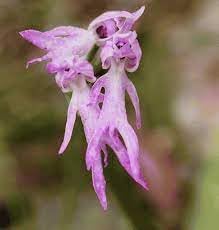 Orchis Italica flower seeds