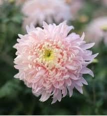 Bonsai Chrysanthemum flower seeds