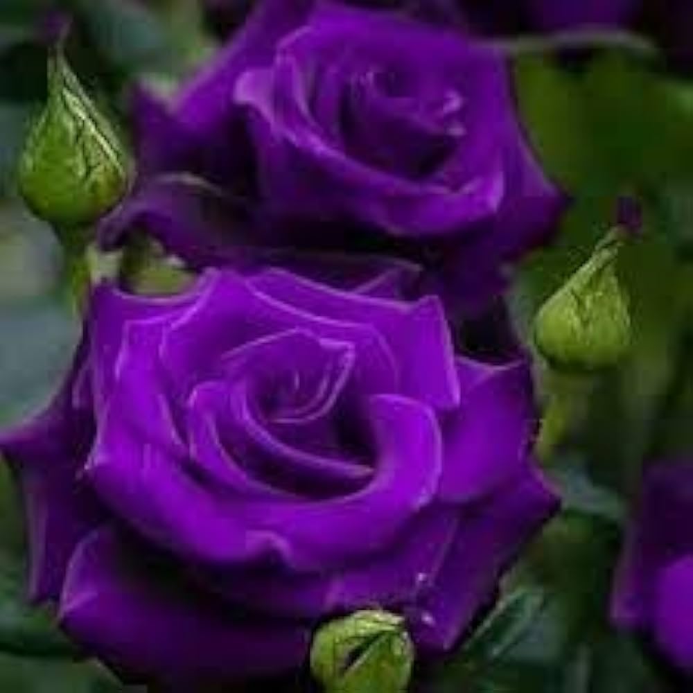 Radiant Purple flower seeds