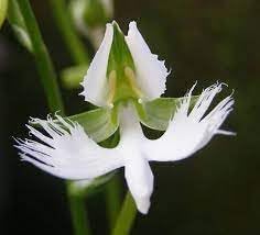 Japanese Radiata flower seeds