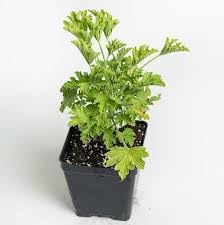 Citronella flower seeds