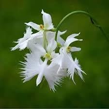 Aigrette Orchid flower seeds