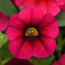 Deep Pink flower seeds
