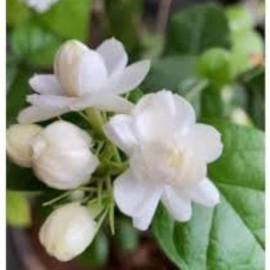 Arabian Fragrant Jasmine plant