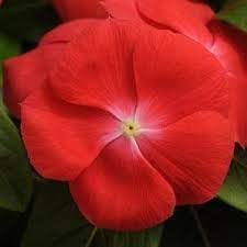 Orange Vinca flower seeds