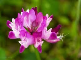 Astragalus flower seeds
