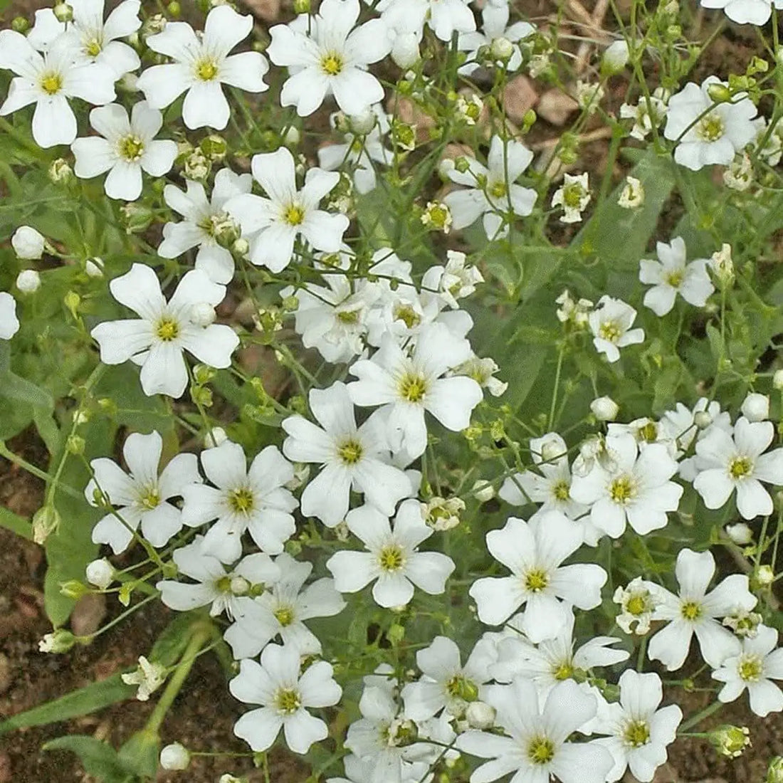 Red Babys flower seeds