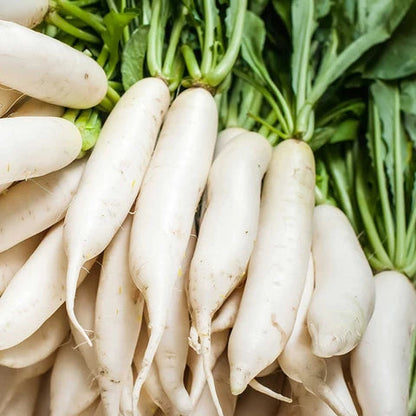 Organic Radish Seeds for Planting – Heirloom Garden Radish Seeds