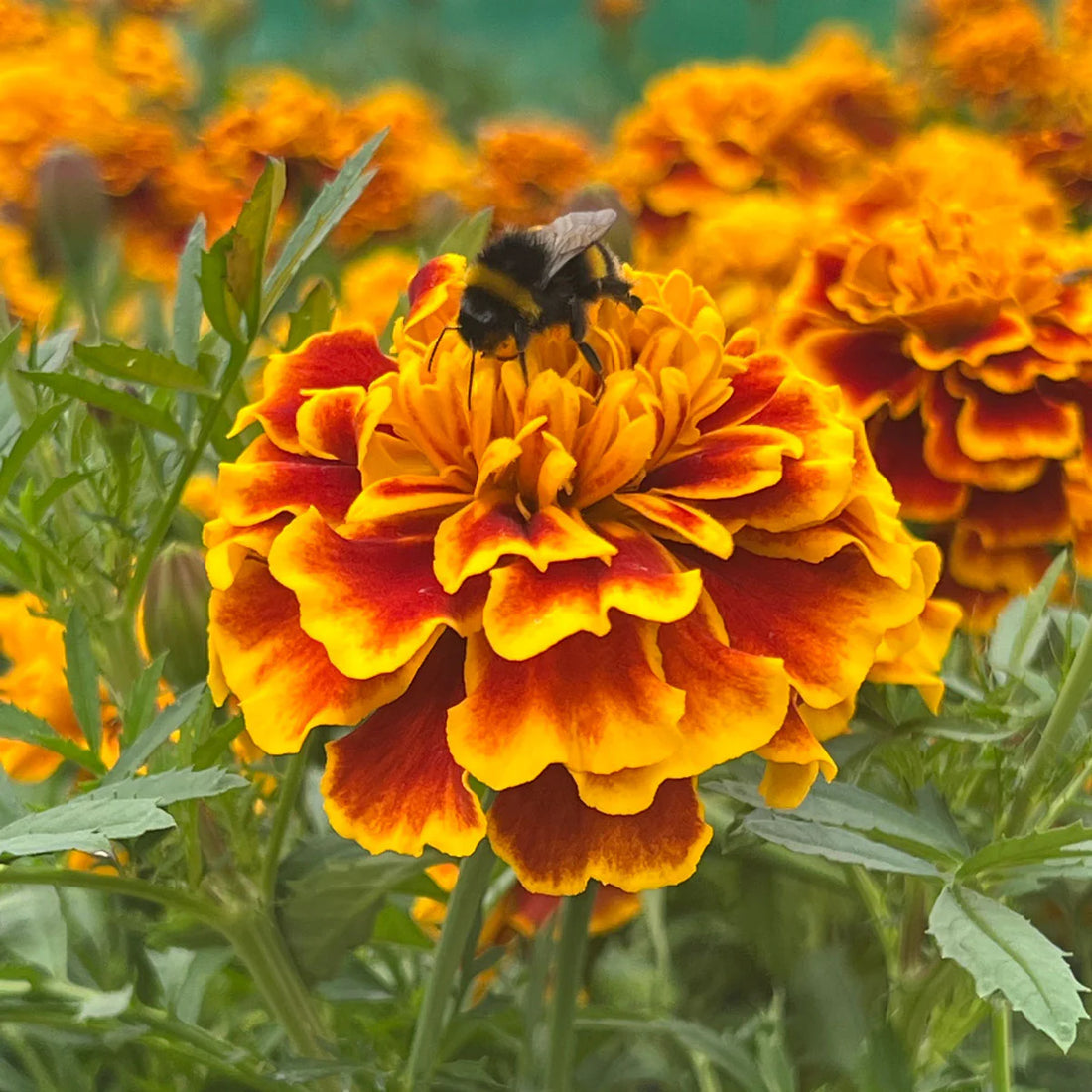 Marigold flower seeds