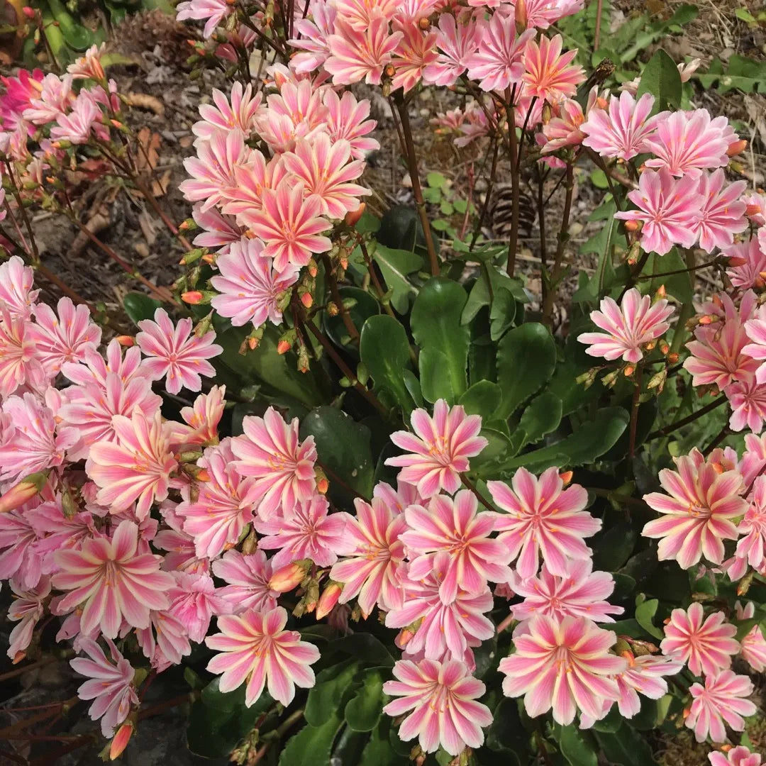 Lewisia flower seeds