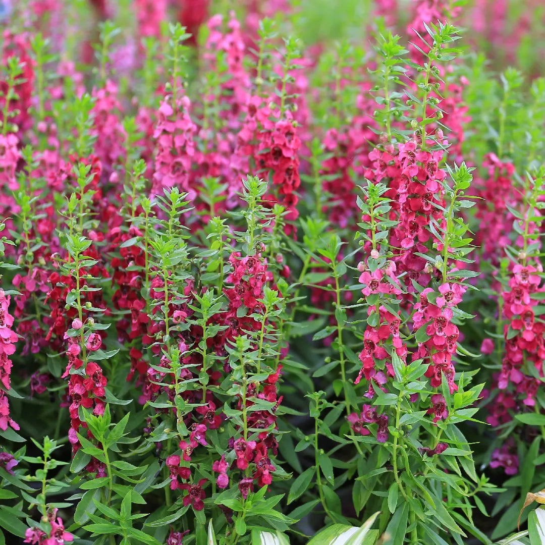 Angelonia flower seeds
