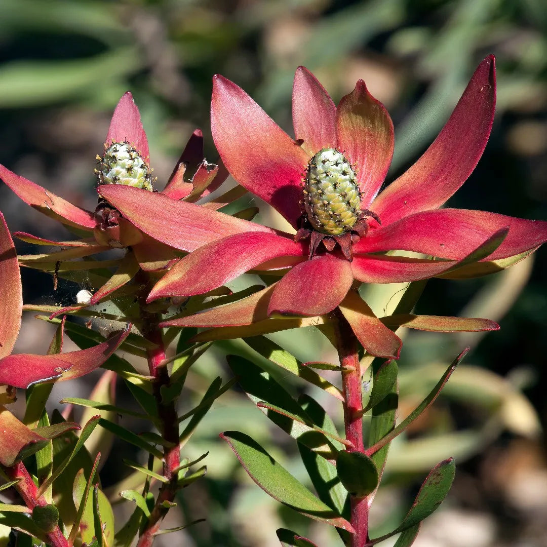 Leucadendron Salignum flower seeds