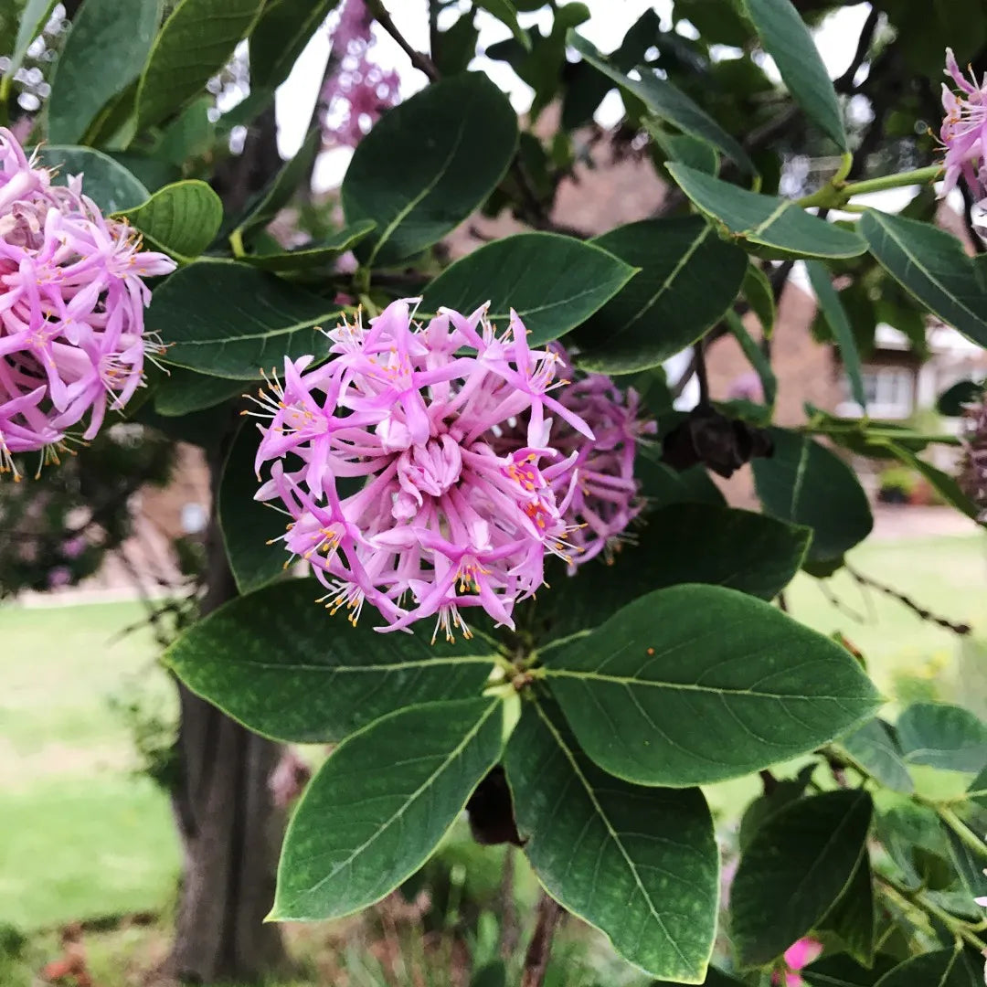 Dais Cotinifolia flower seeds