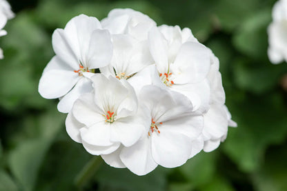 White Pelargonium Flower Seeds for Planting – Heirloom Non-GMO Garden Seeds