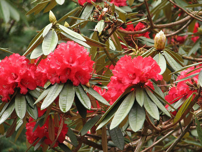 Rhododendron flower seeds
