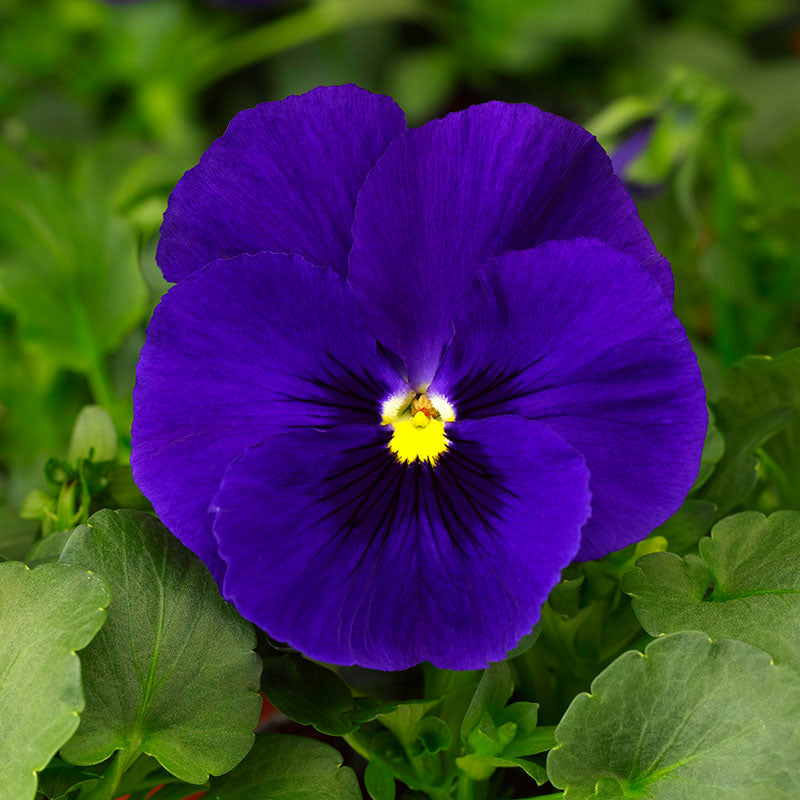 Deep Blue flower seeds
