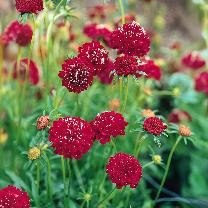 Red Pincushion flower seeds
