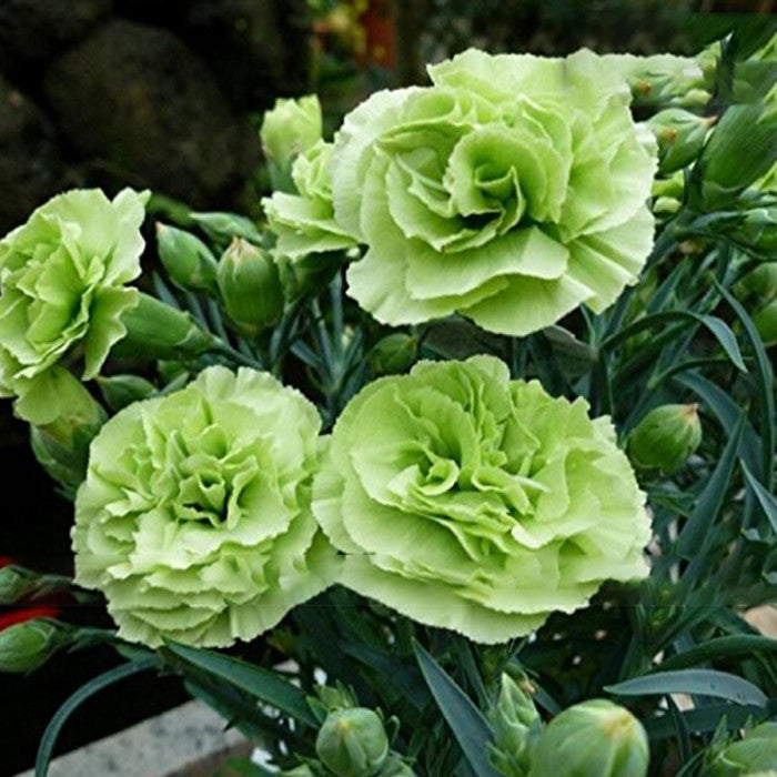 Carnation Dianthus flower seeds
