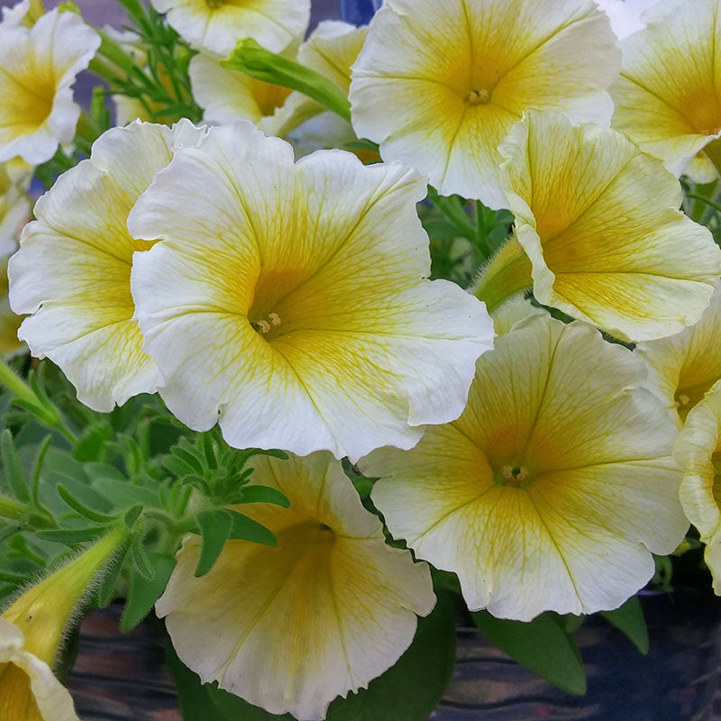 Yellow And flower seeds