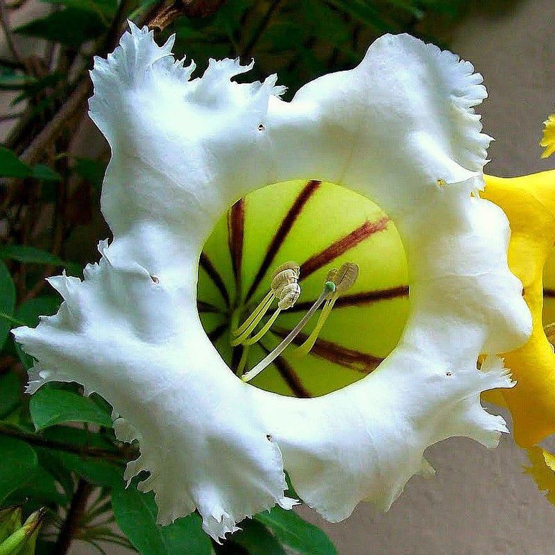 Solandra Grandiflora Flower Seeds for Planting – Heirloom Non-GMO Garden Seeds