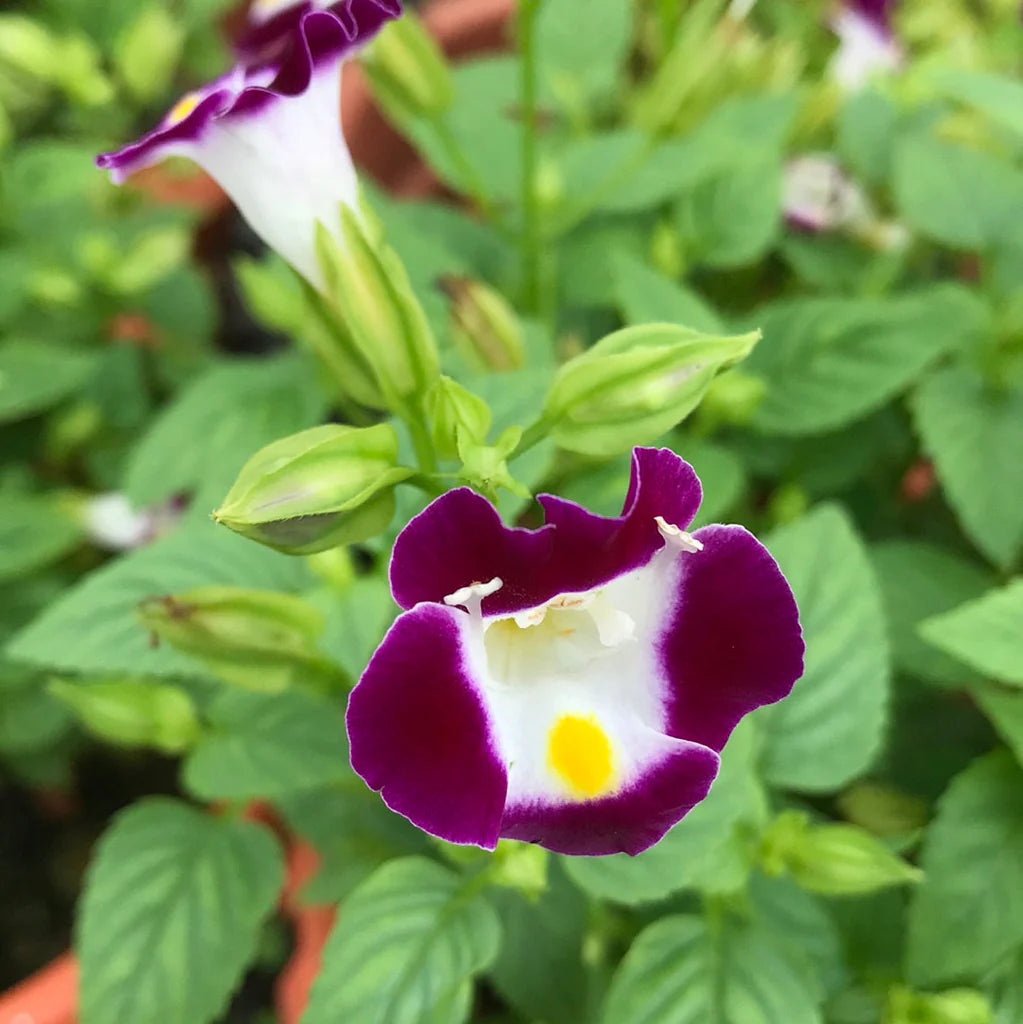 Torenia Kauai flower seeds