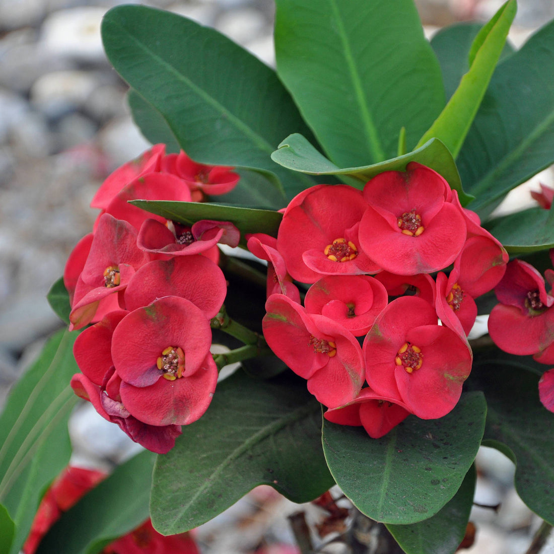 Euphorbia Milii flower seeds