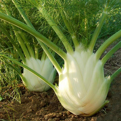 Florence Fennel Seeds