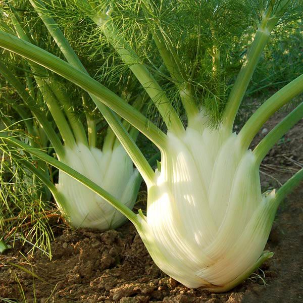 Florence Fennel Seeds