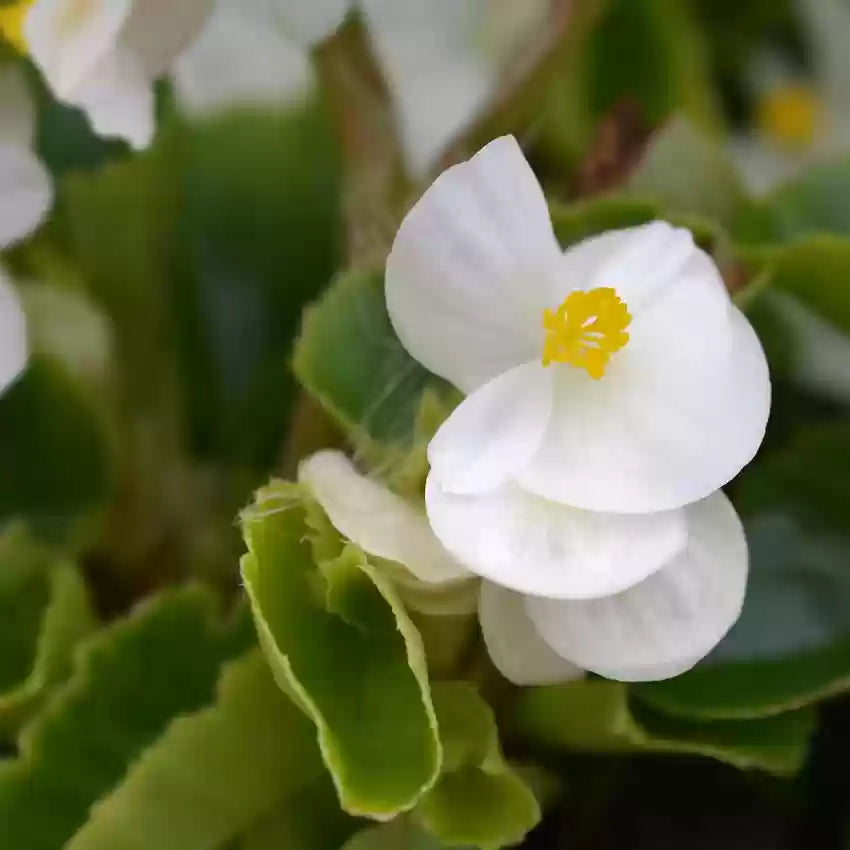 Begonia White flower seeds