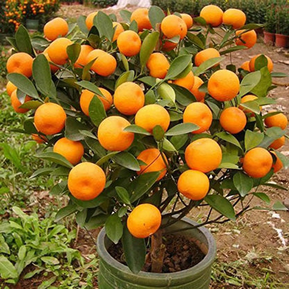 Orange Mandarin Fruit Seeds for Planting – Citrus Tree Seeds for Home Gardens